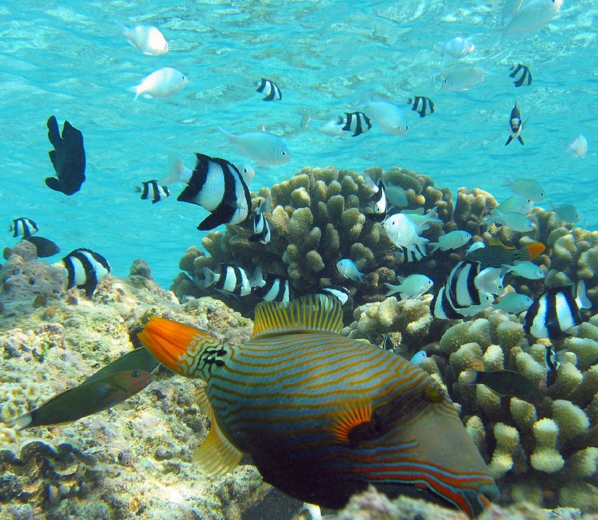 Boracay Snorkeling & Island Hopping Tour
