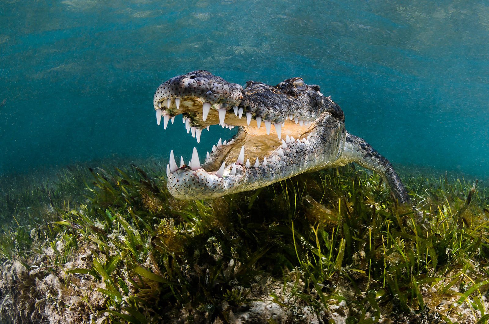 Crocodile Island Wall