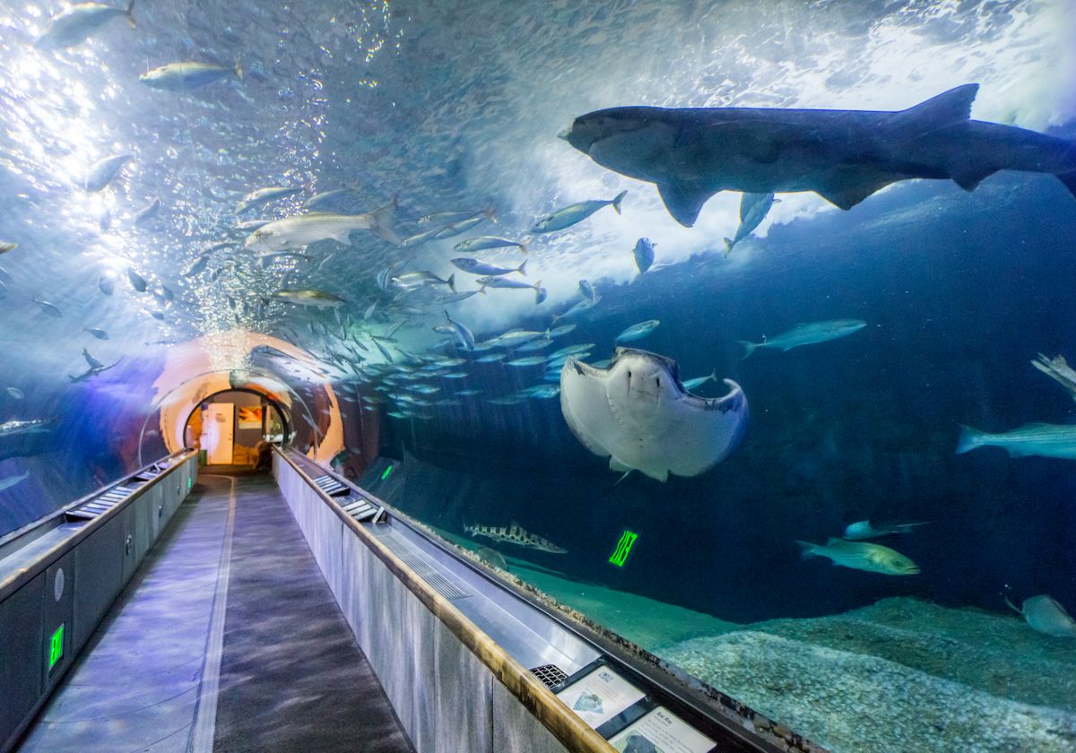 Aquarium Bay