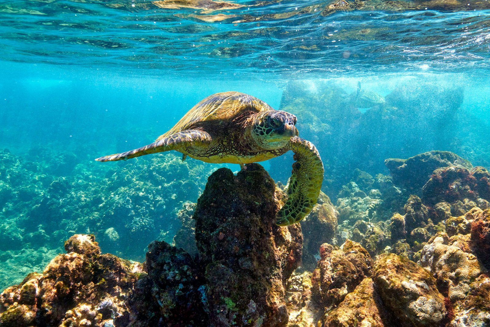 Turtle Town Coral Heads