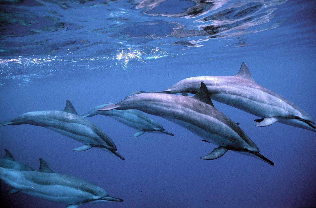Spinner Dolphin Cove