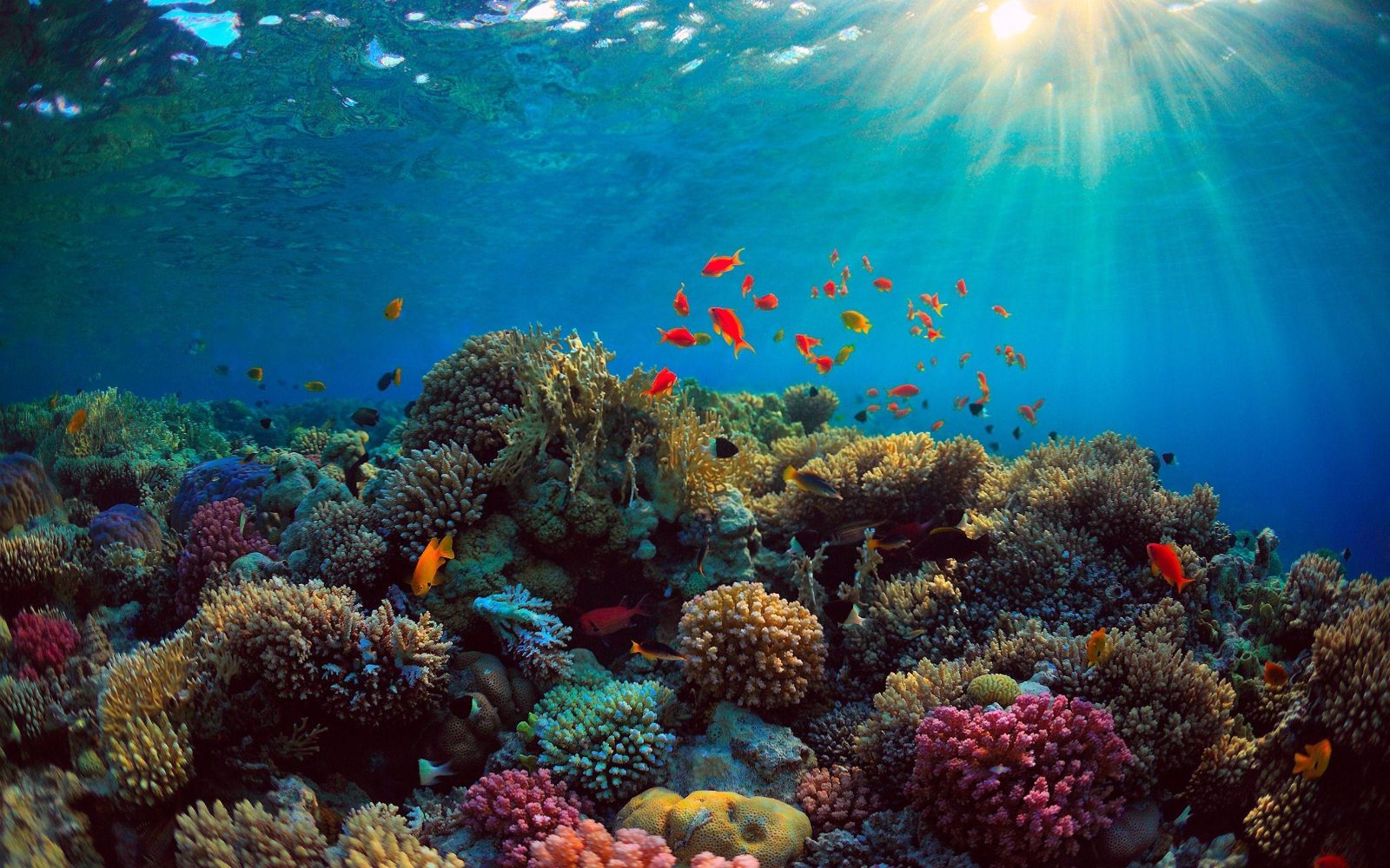 Snorkeling
