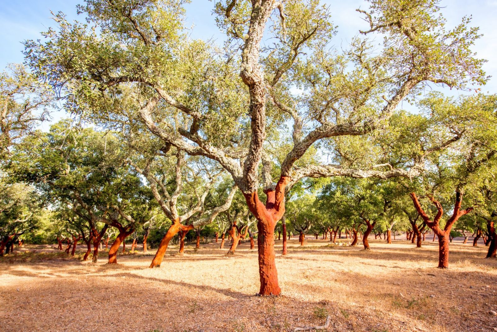 Cork Oak Grove Pass