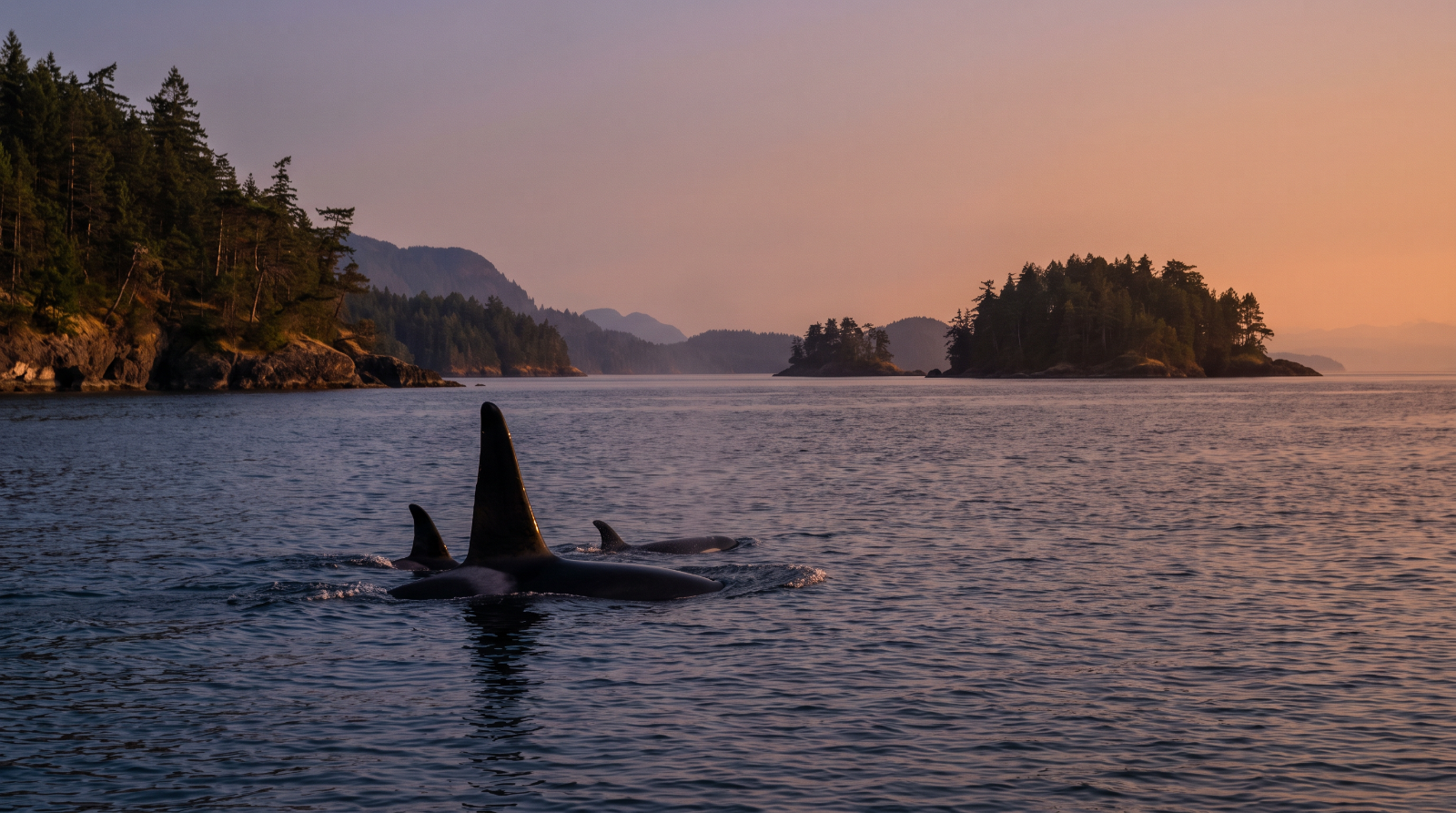 Bigg's Killer Whales