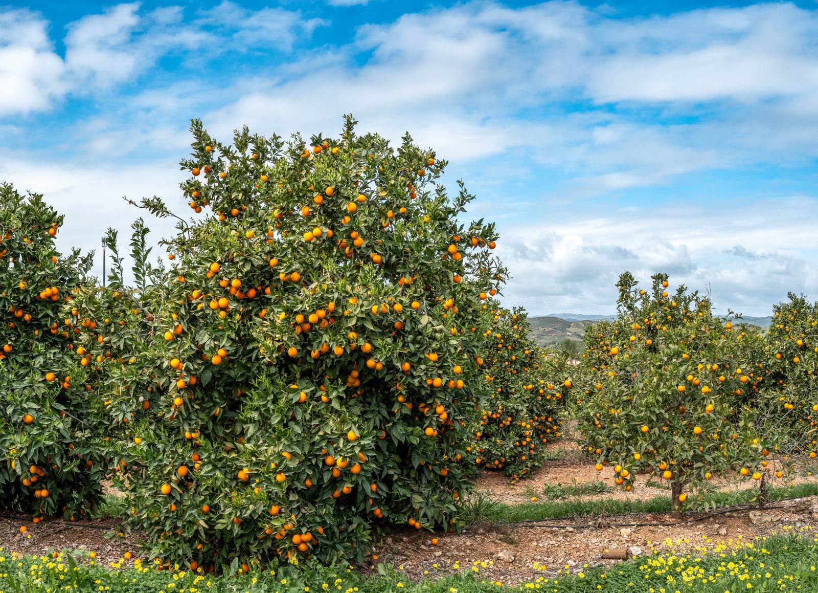 Orange Groves