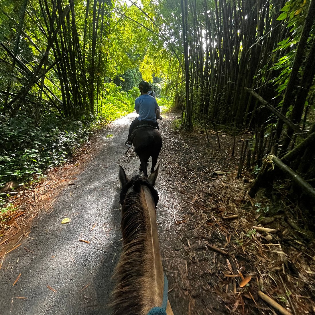 Bamboo Grove Path