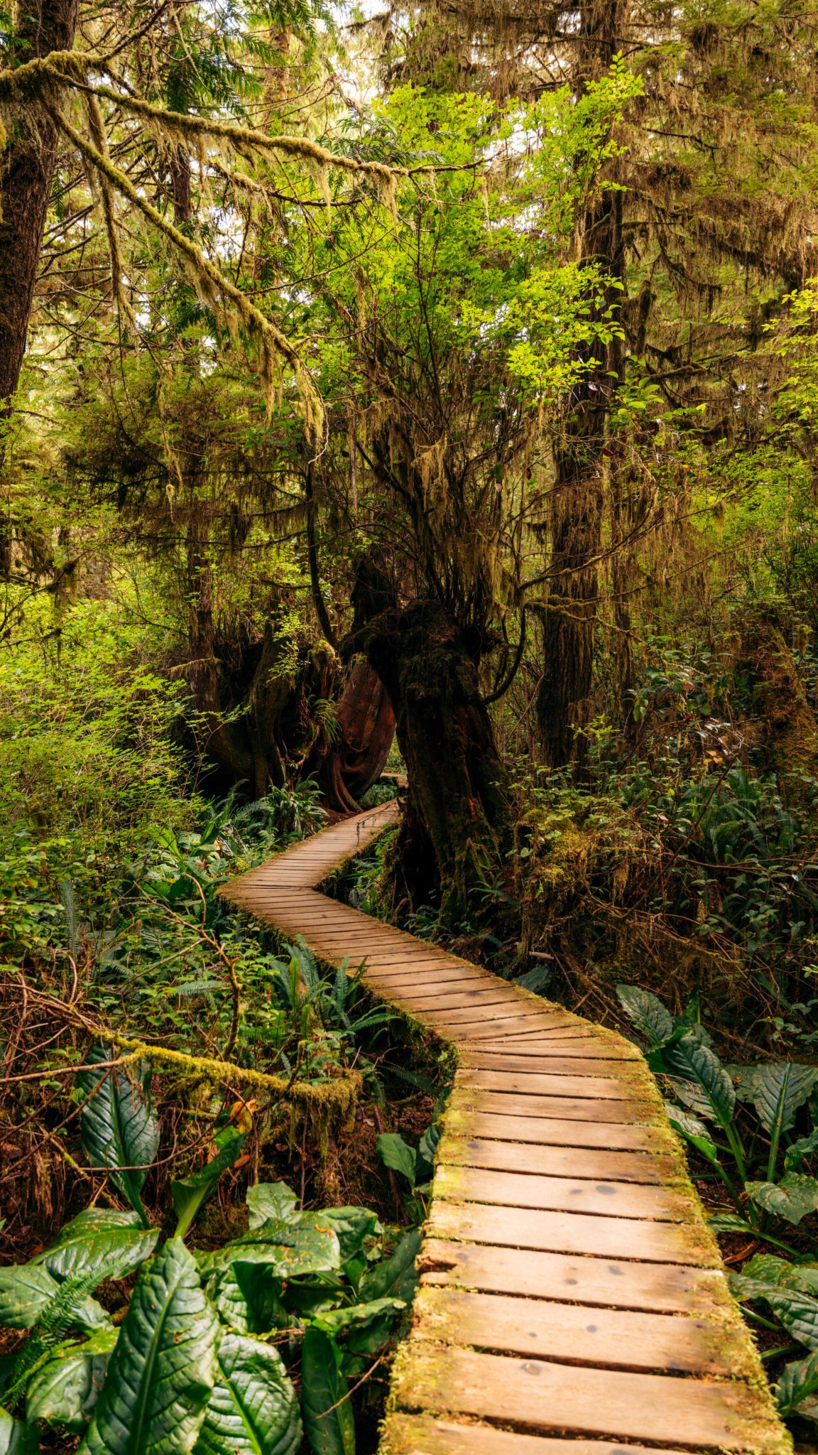Secondary Rainforest Trails