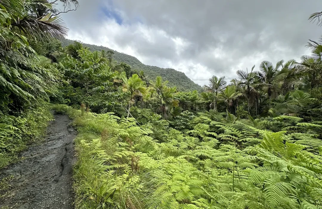 El Yunque National Forest