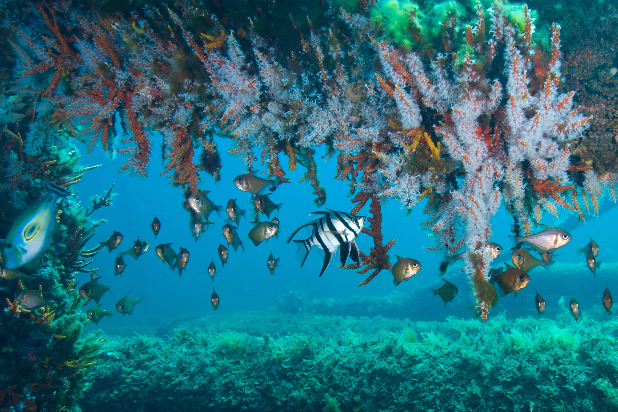 Underwater Observatory