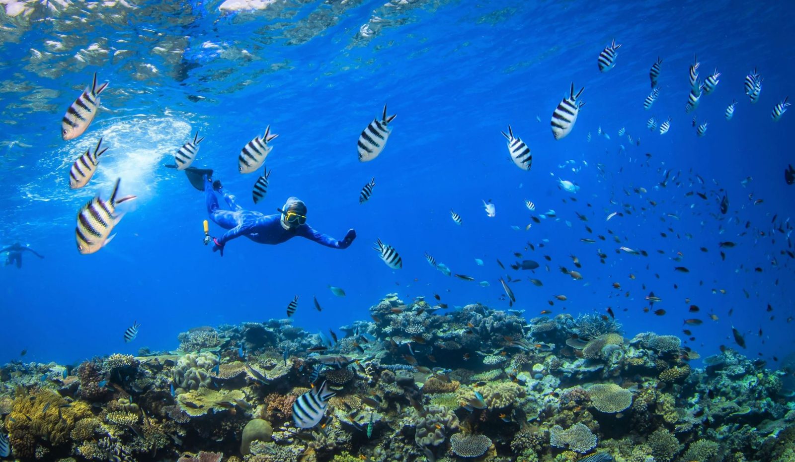 Coral Sea Underwater Gardens
