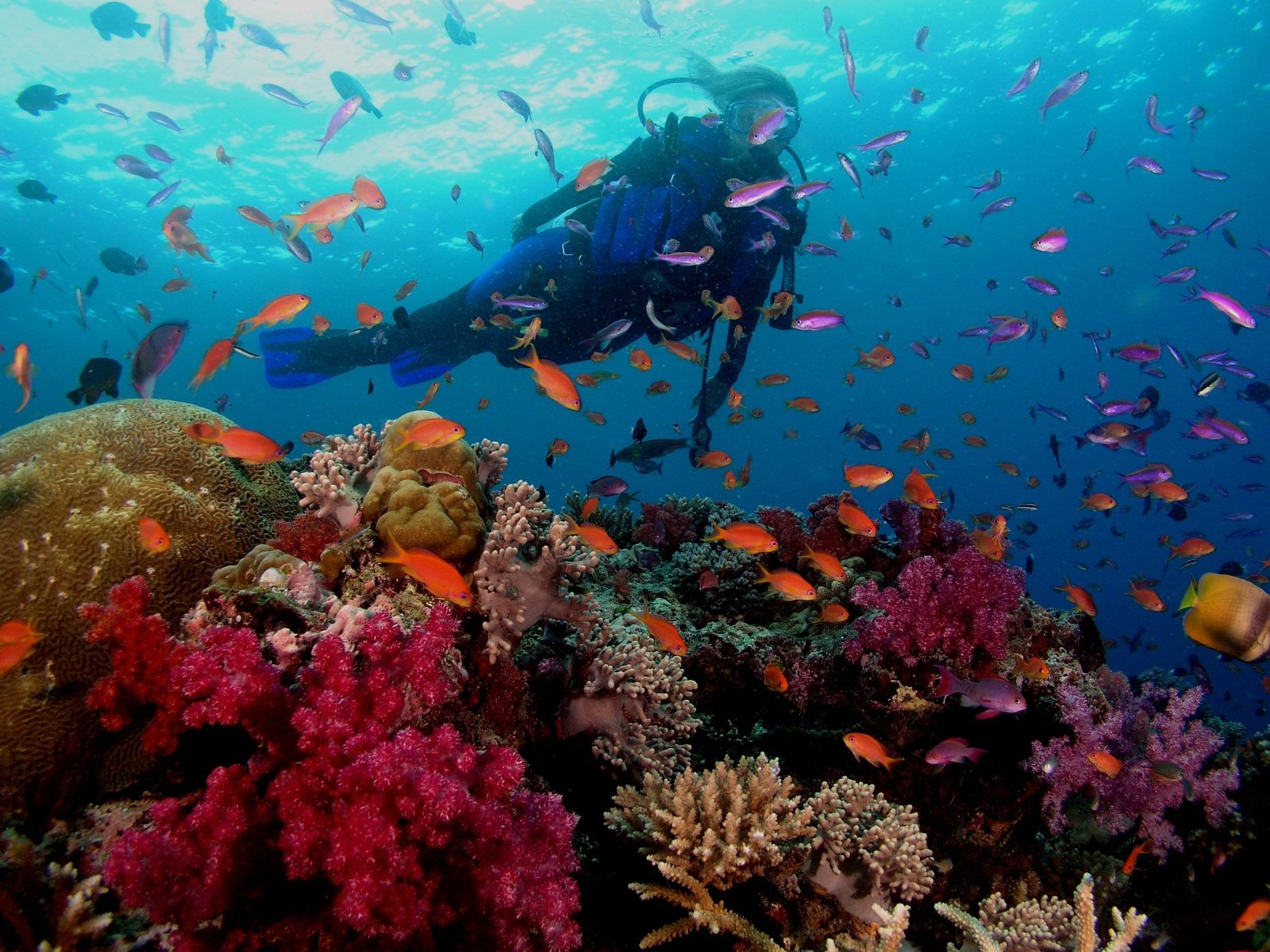 Outer Reef Coral Gardens