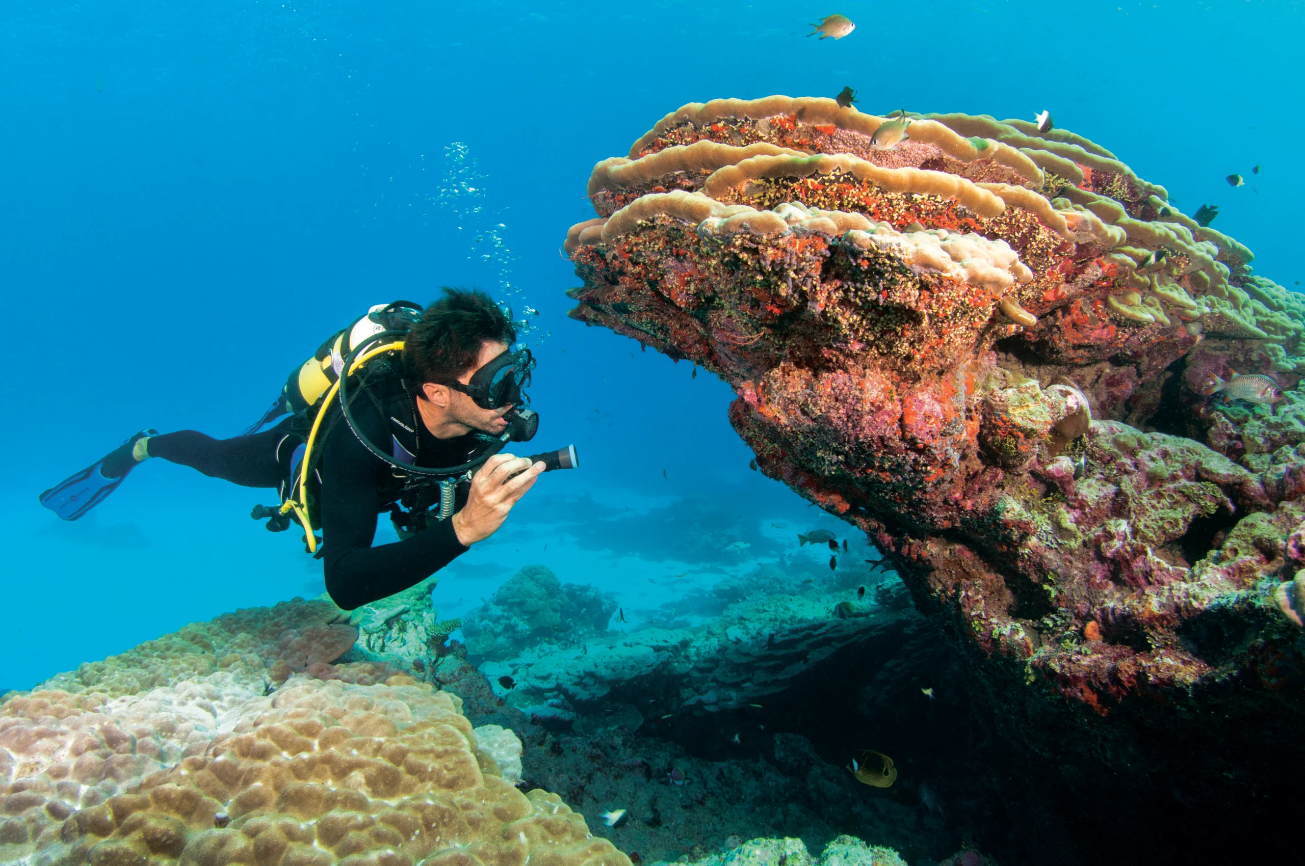 Cairns Great Barrier Reef Diving Tour