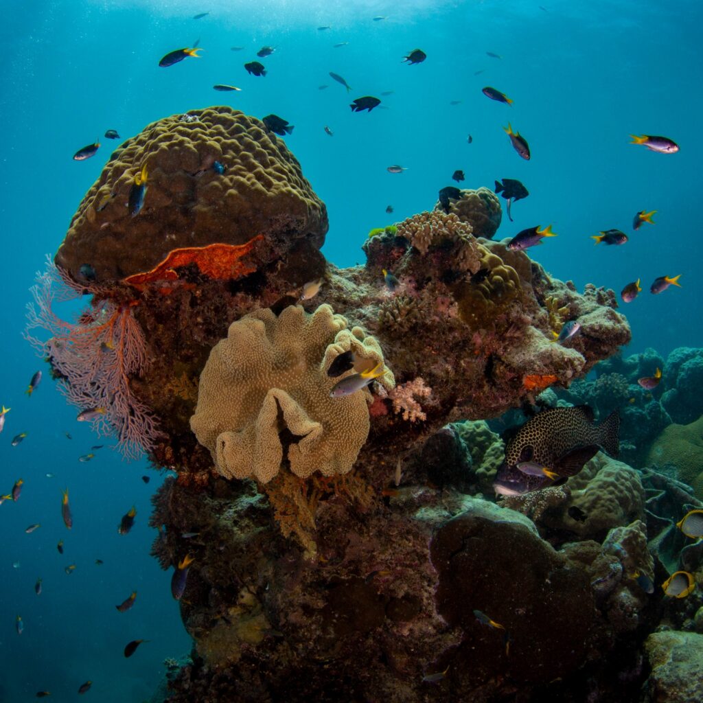 Thetford Reef Plateaus