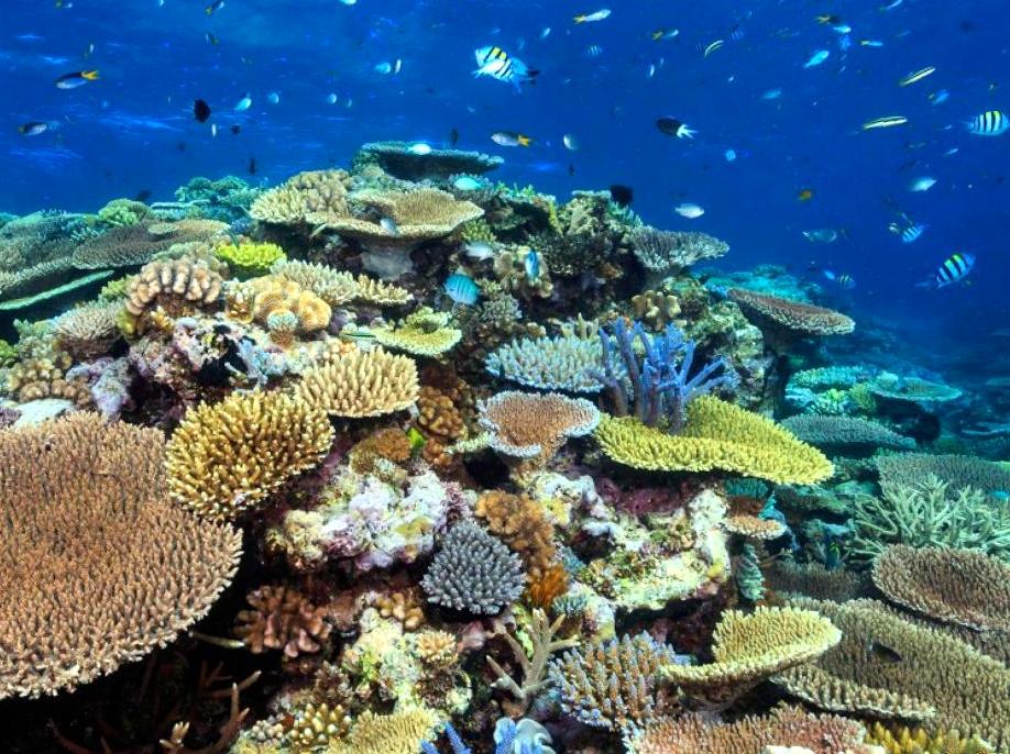 Flynn Reef