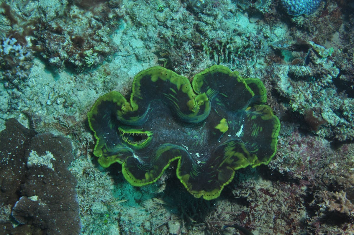 Thetford Reef