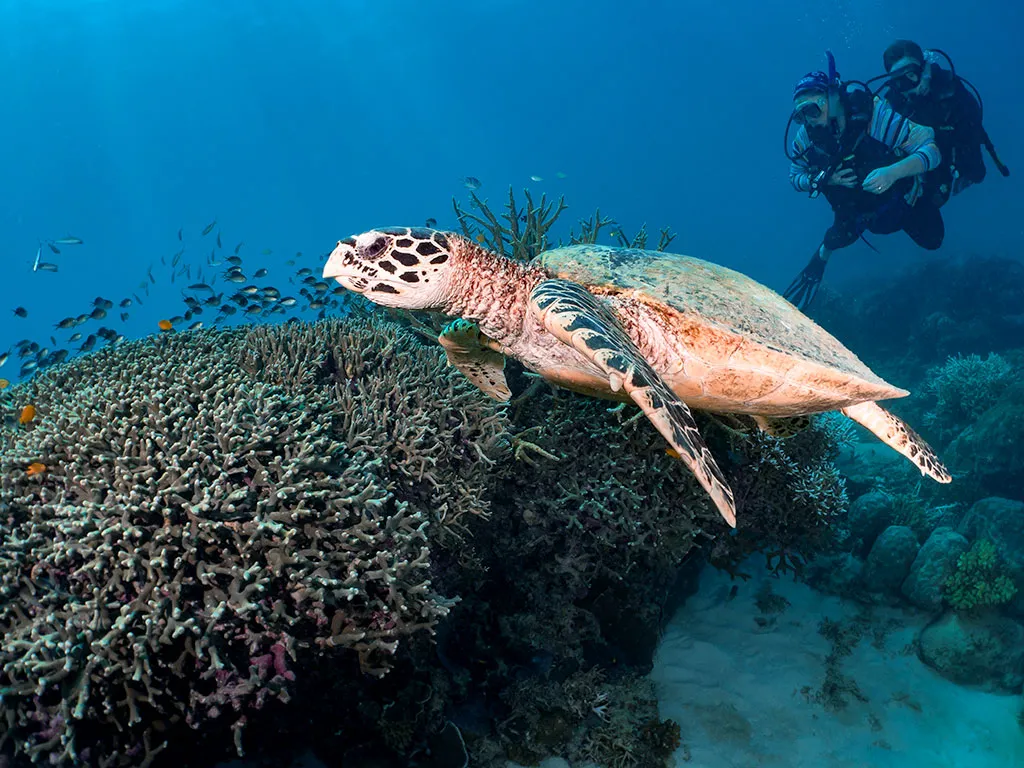 Saxon Reef