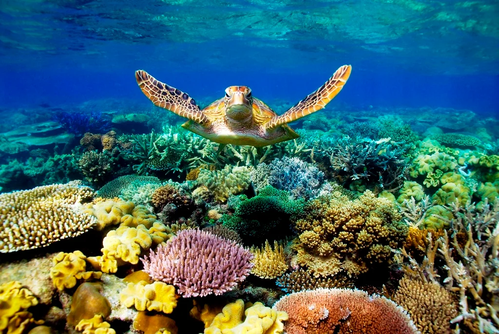 Outer Reef Snorkel Platform