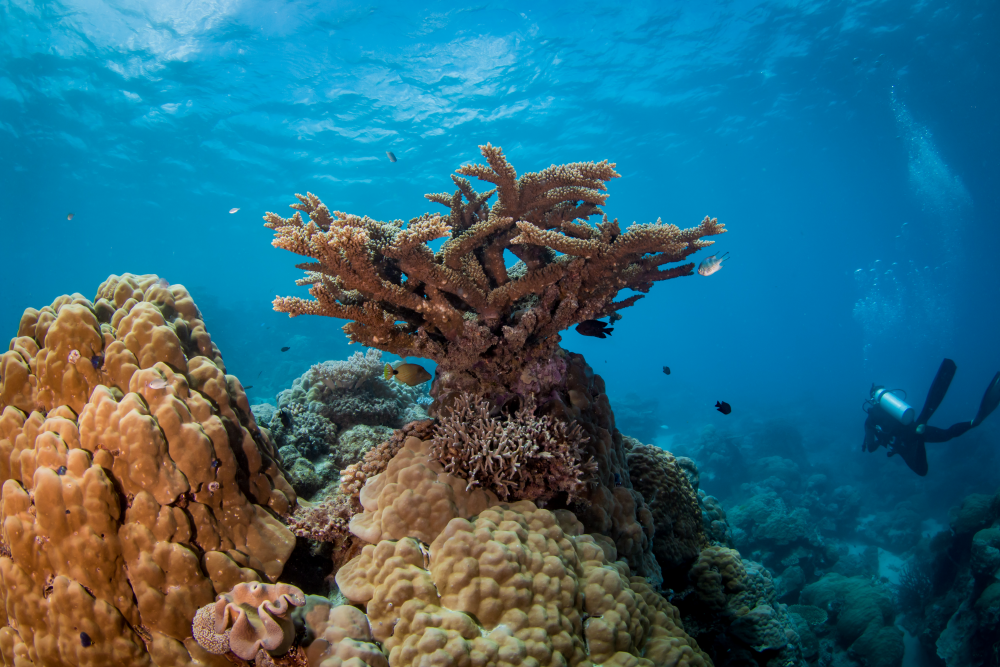 Saxon Reef