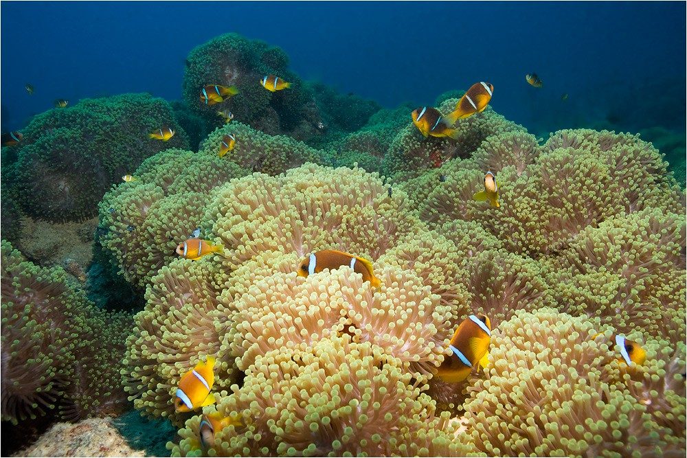 Anemone City