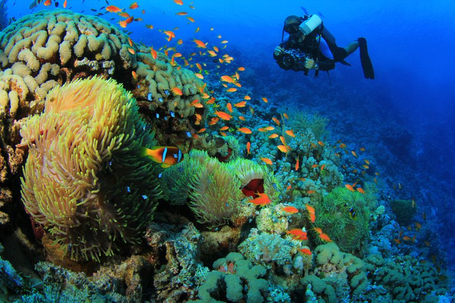 Anemone City