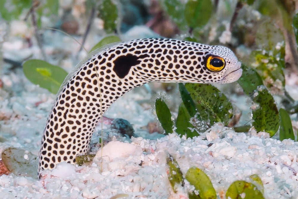 Eel Garden