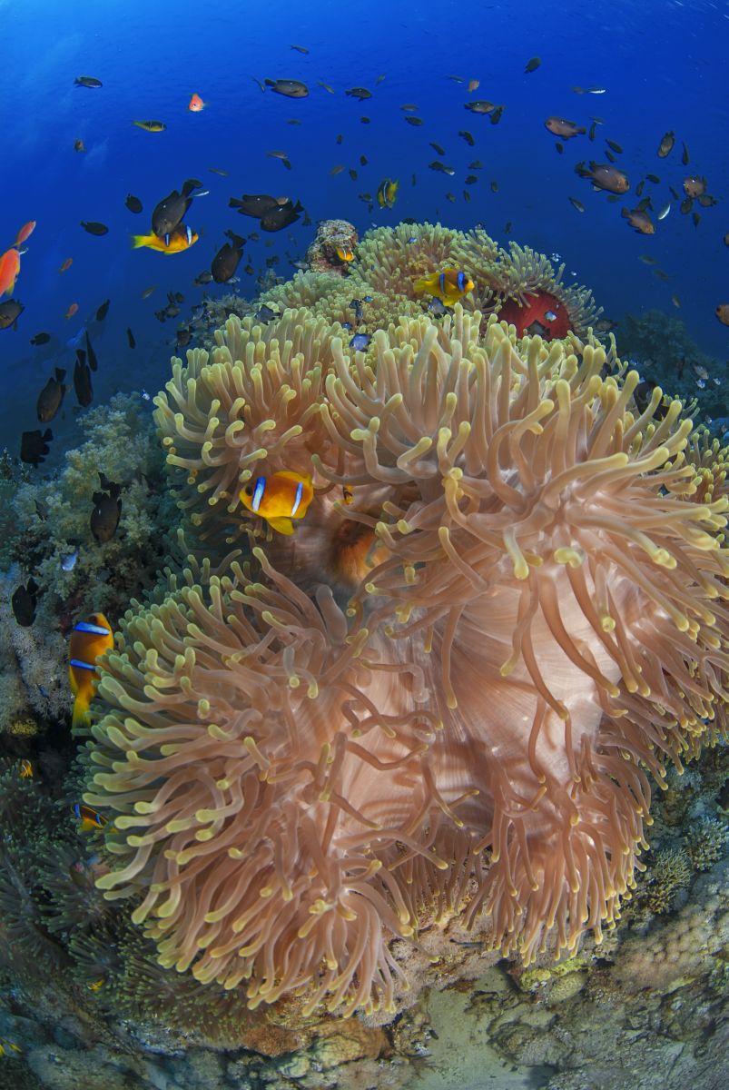 Anemone City