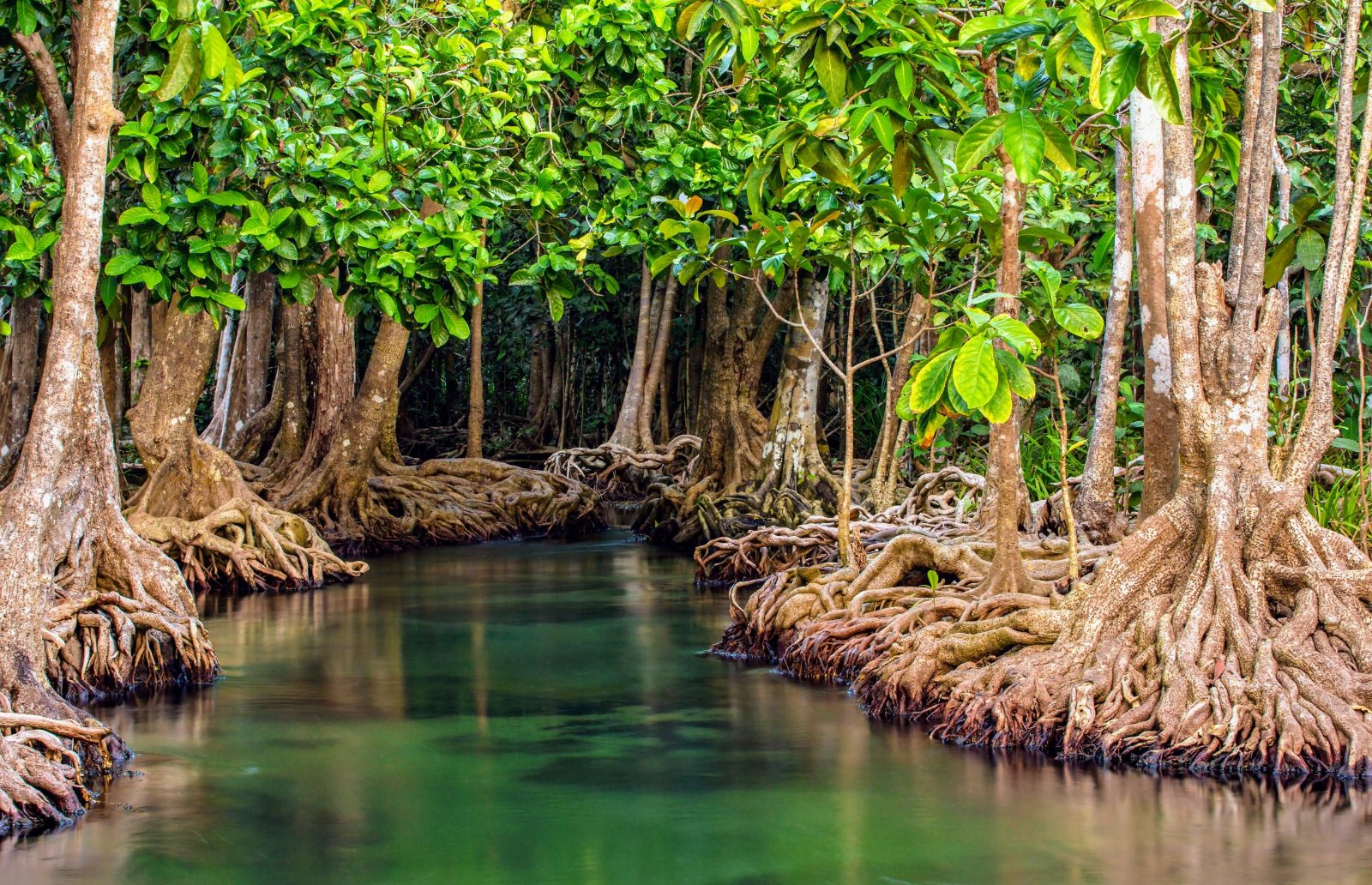 Mangrove Channel