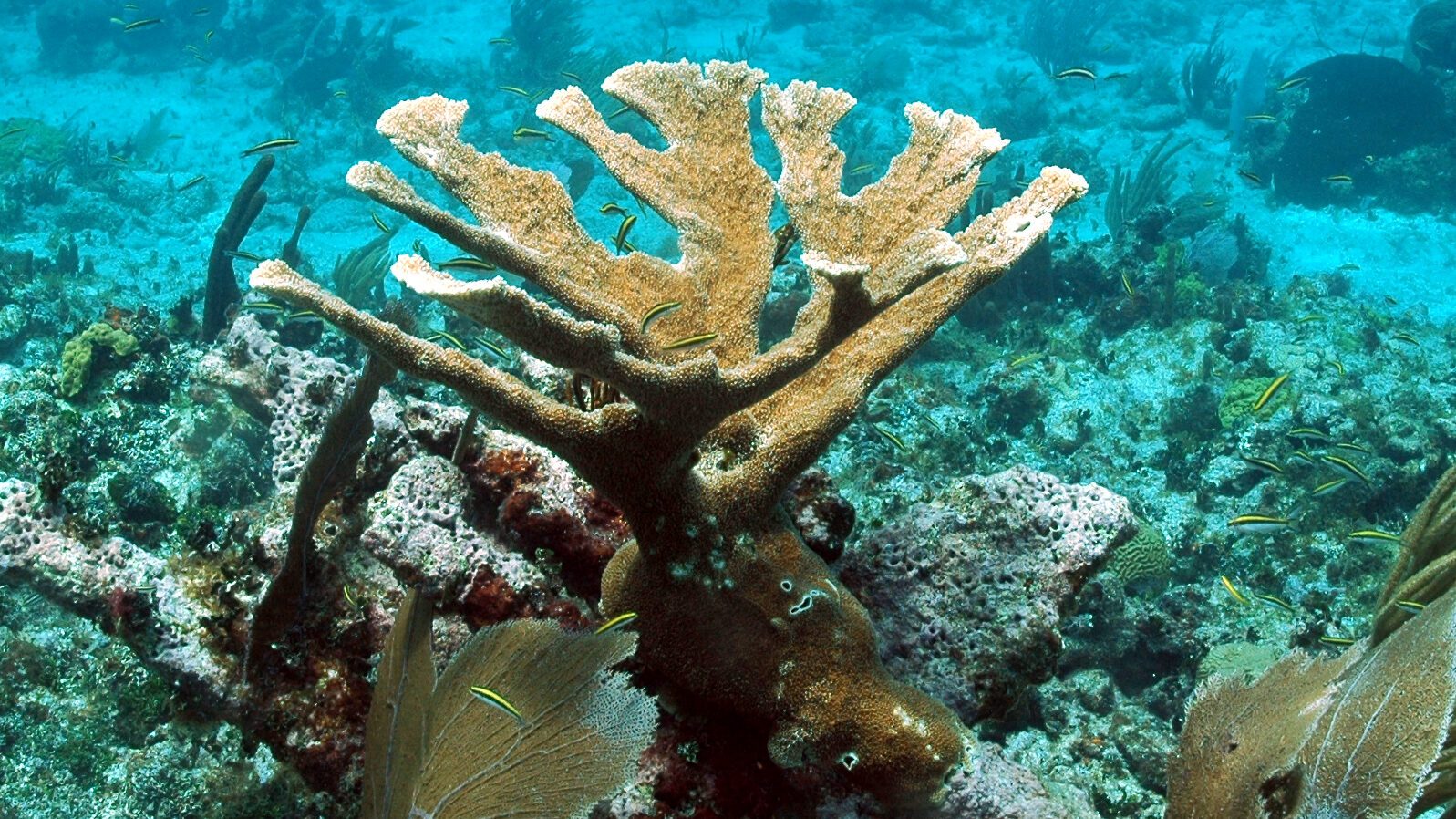 Coral Reef Zones