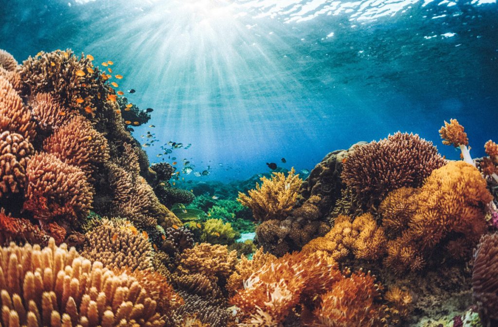 Coral Gardens