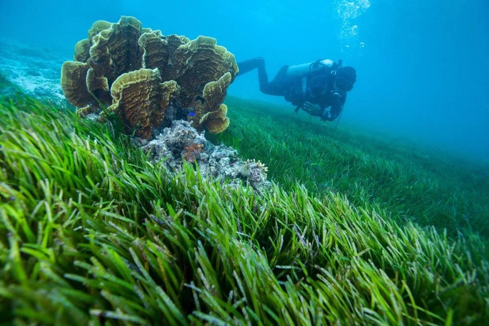 The Back Reef