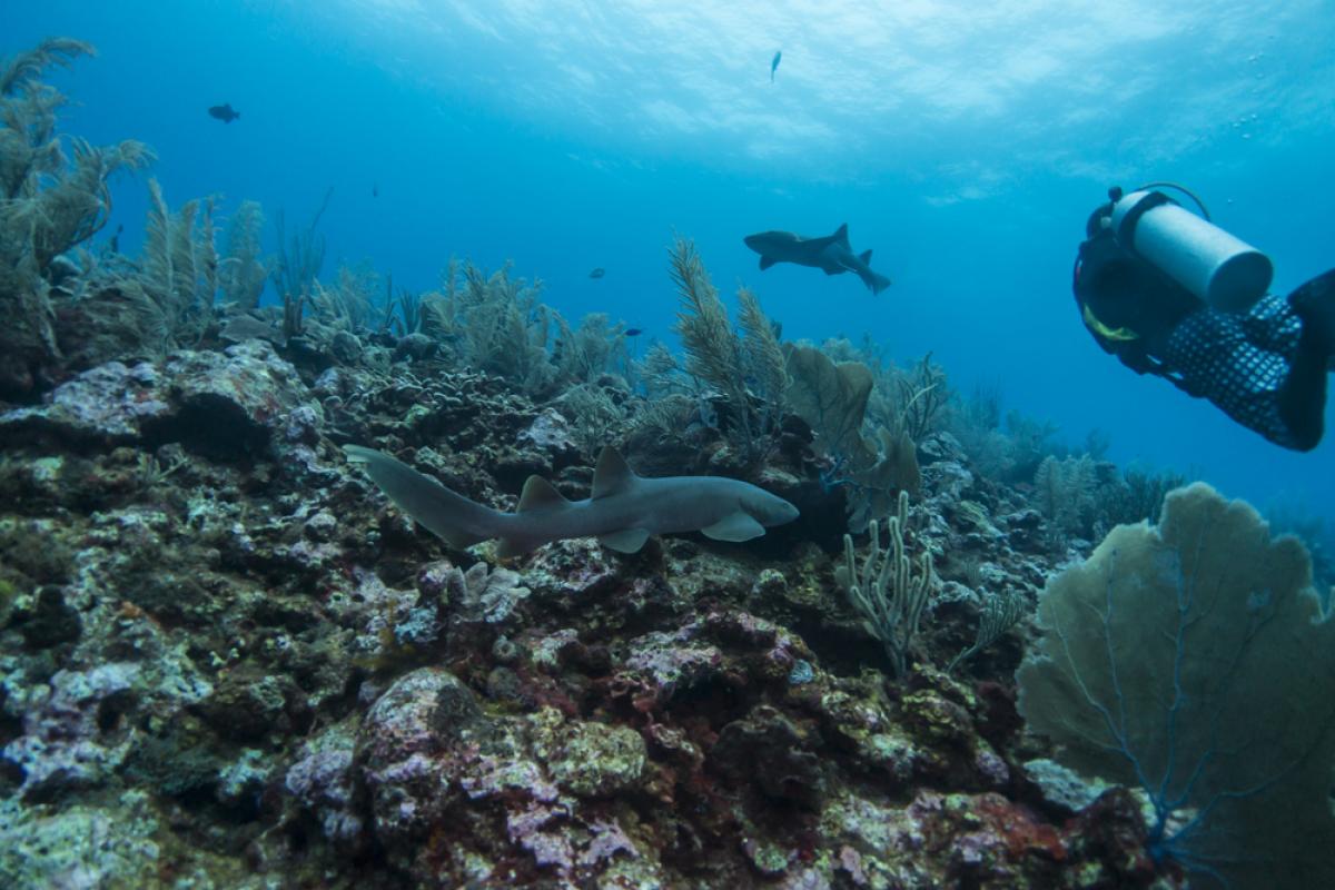 Half Moon Caye Wall
