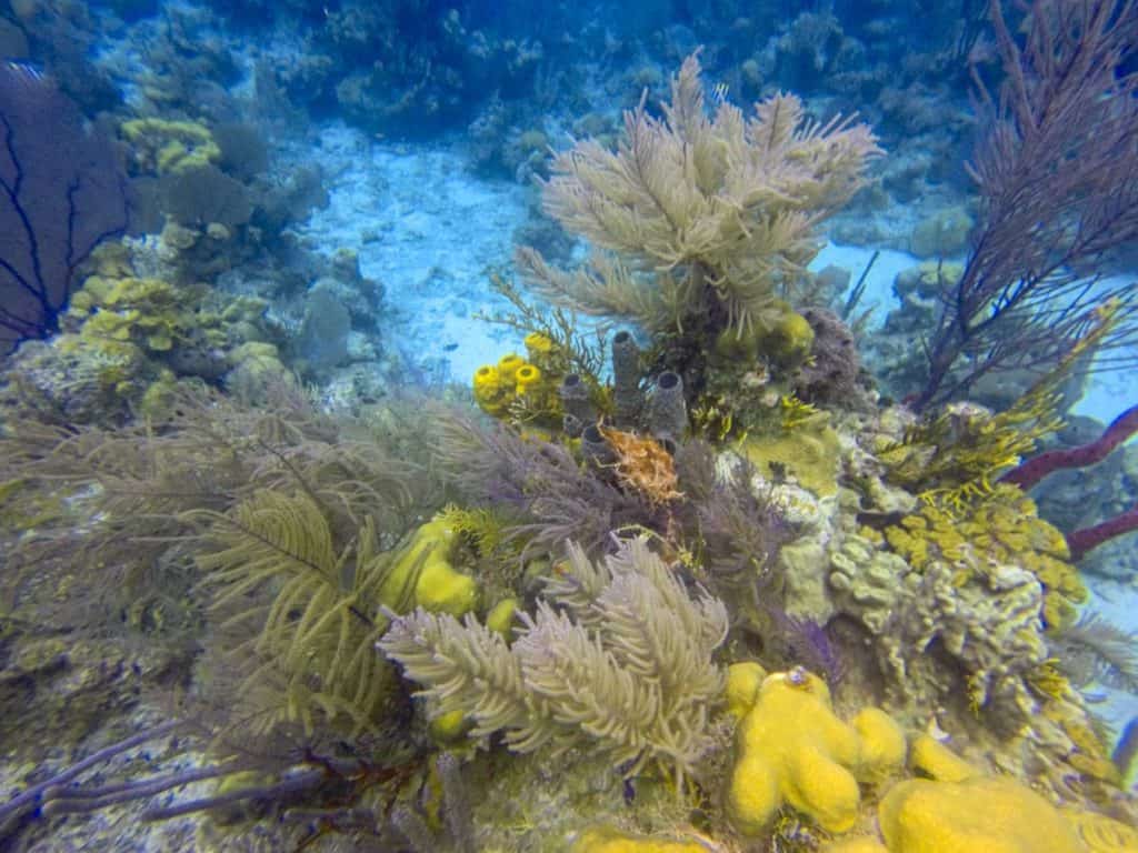 Half Moon Caye Wall