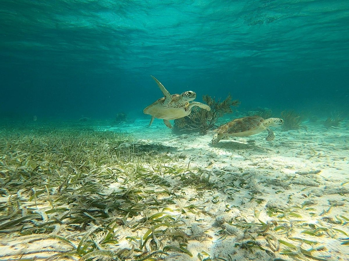 Caye Caulker Marine Reserve