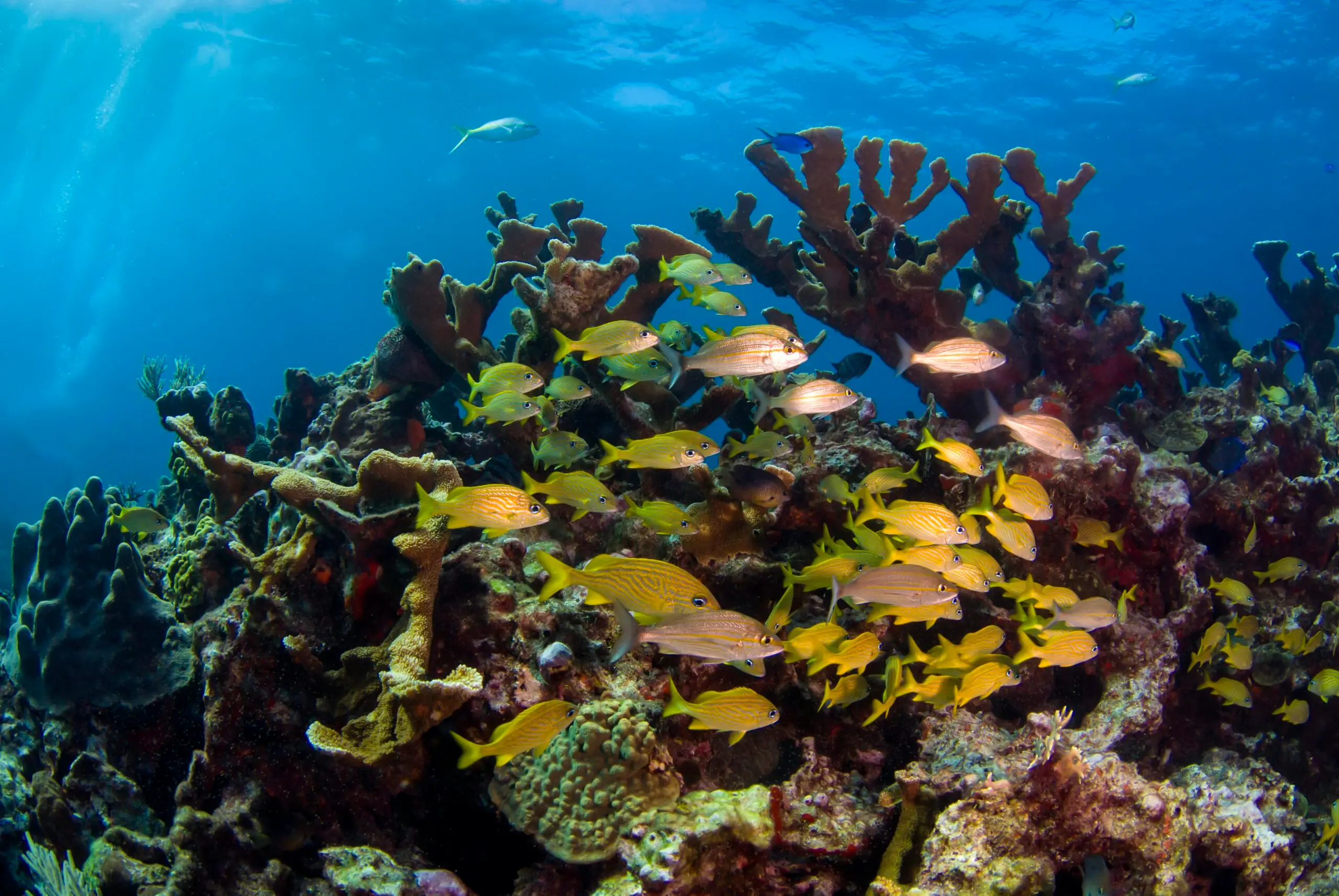 Hol Chan Marine Reserve