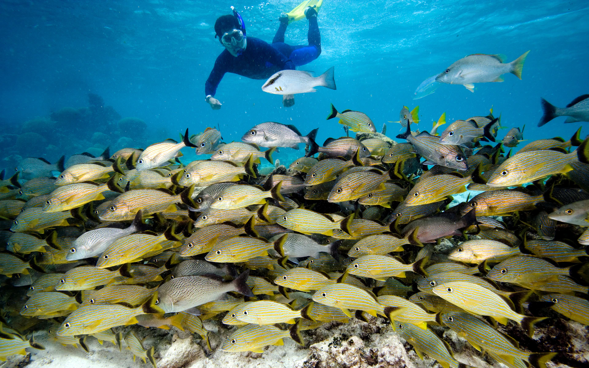 The Aquarium