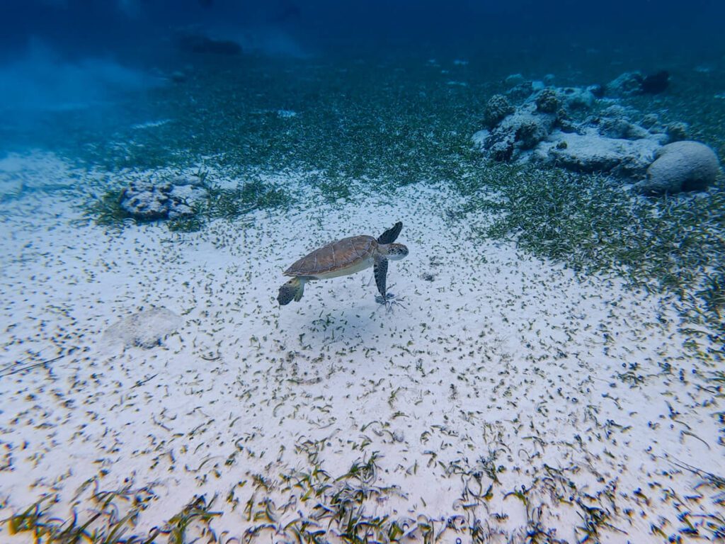 Seagrass Beds