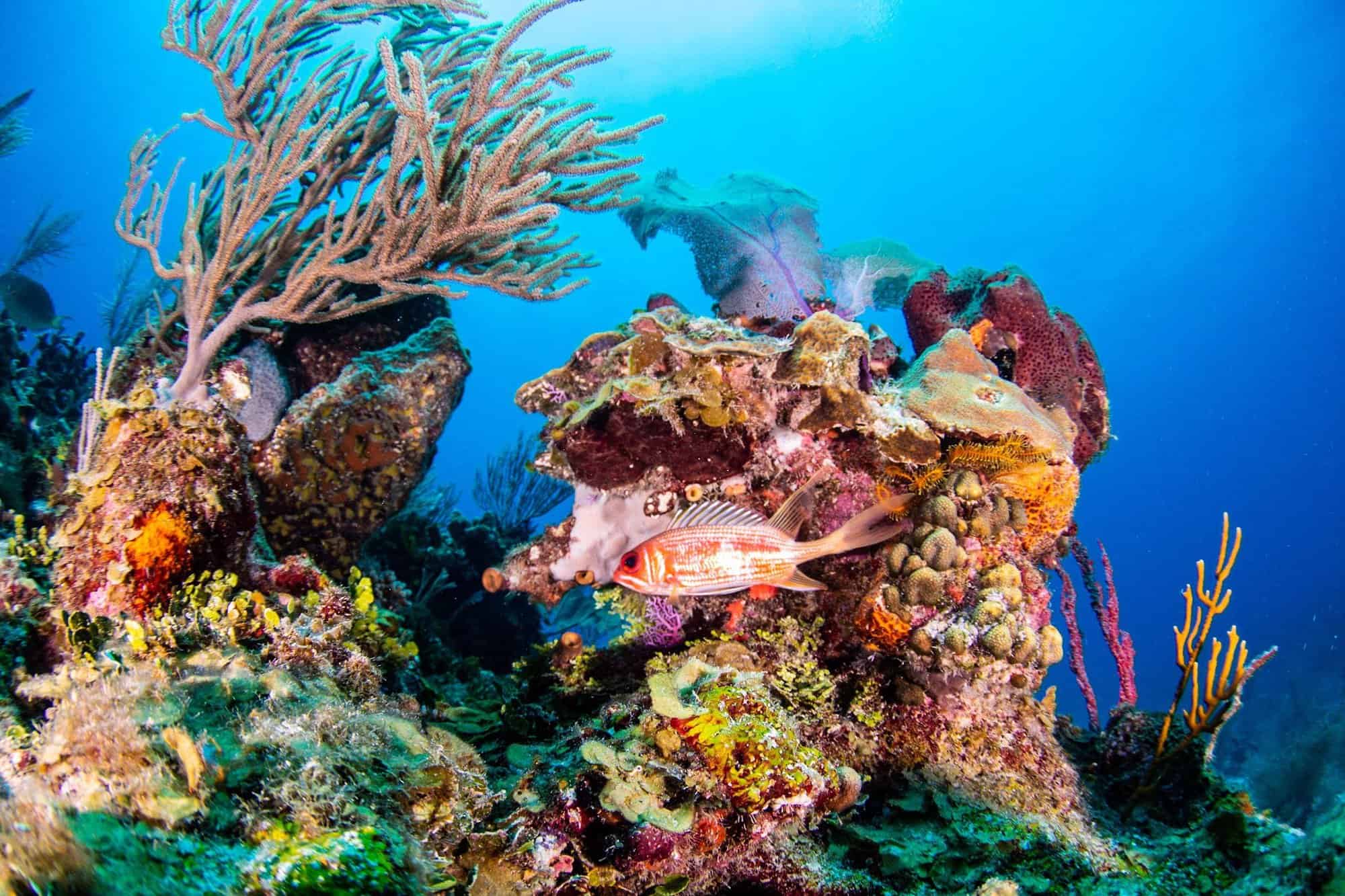Coral Gardens