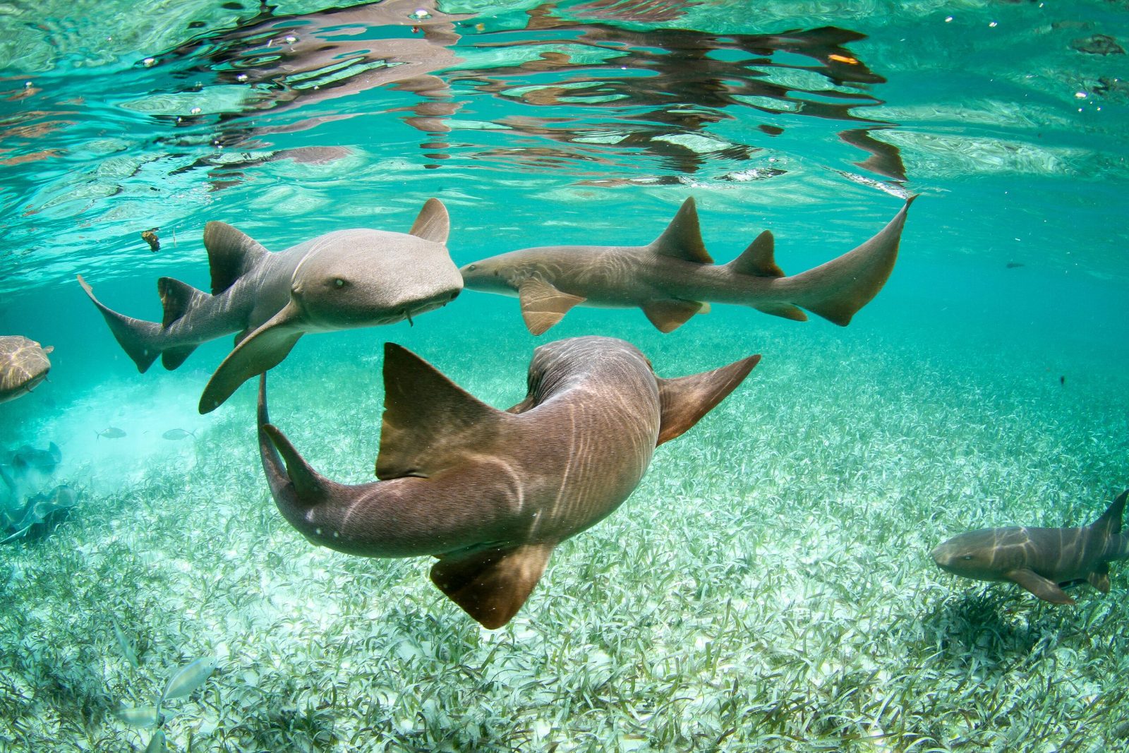 Belize Snorkeling Tours