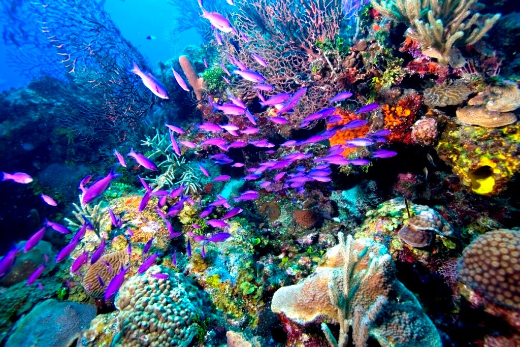 Coral Garden Shallow