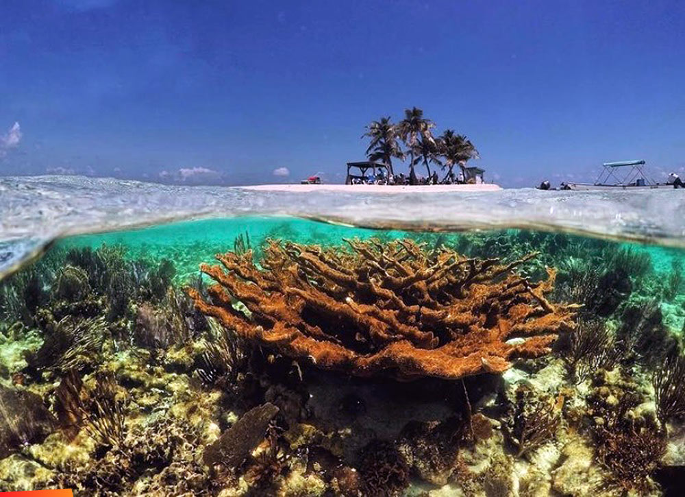 Silk Caye Marine Reserve