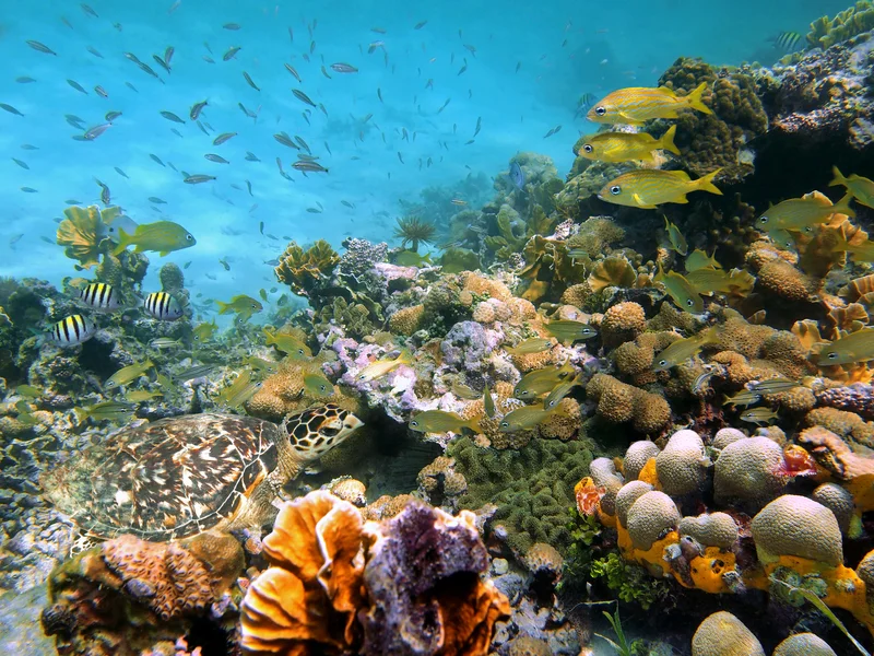 Gladden Spit and Silk Caye Marine Reserve