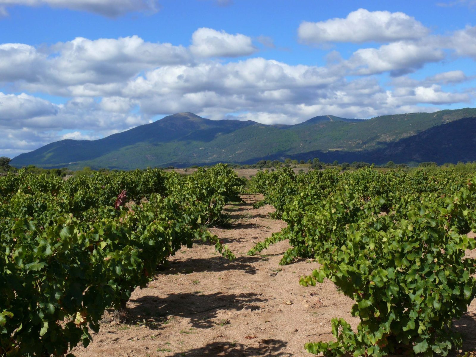 Vineyard Observation Deck