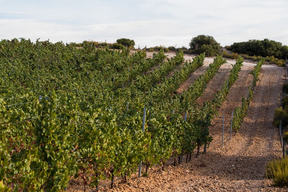 El Regajal Vineyard Slope
