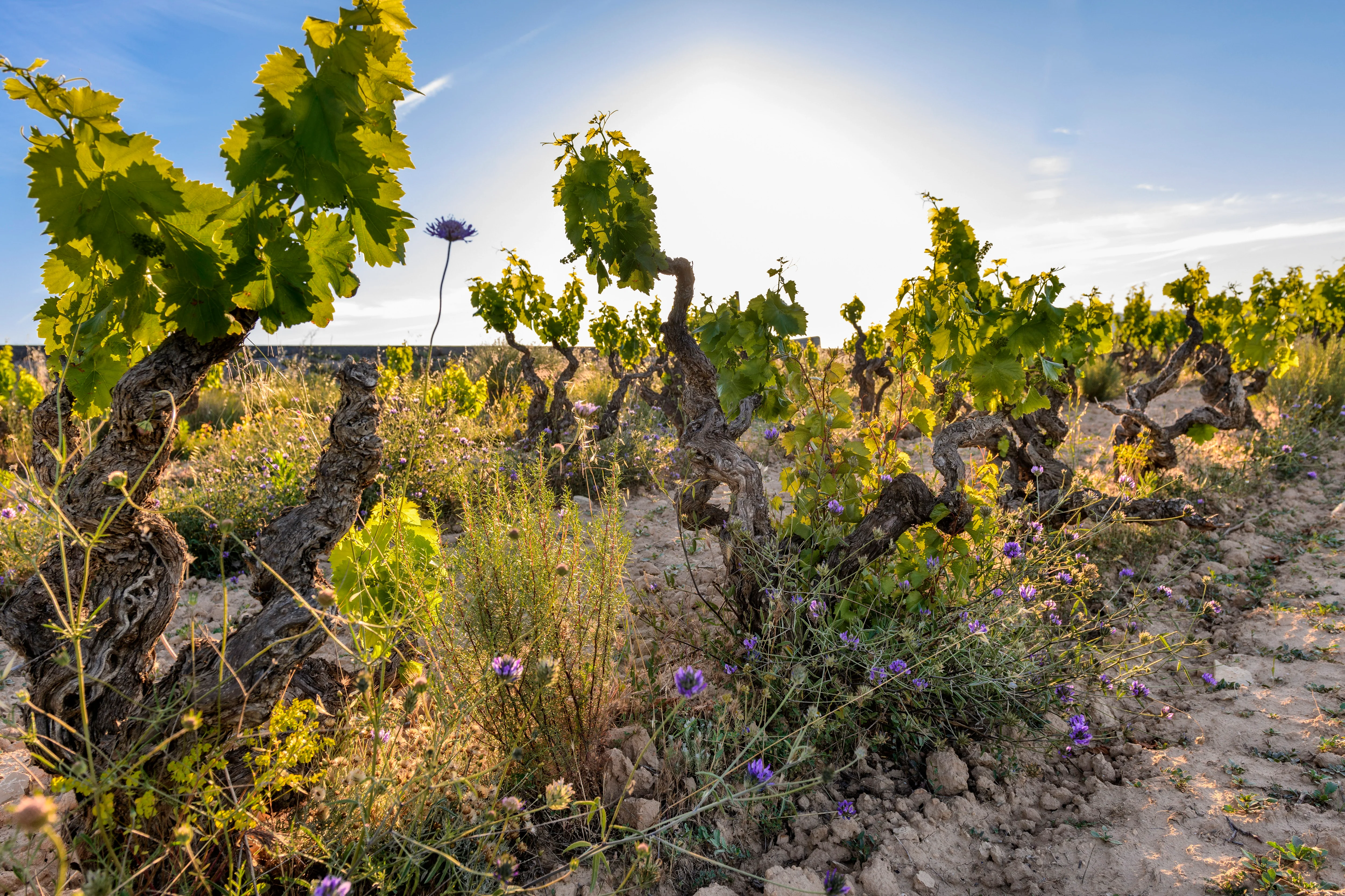 Organic Garnacha Vineyards