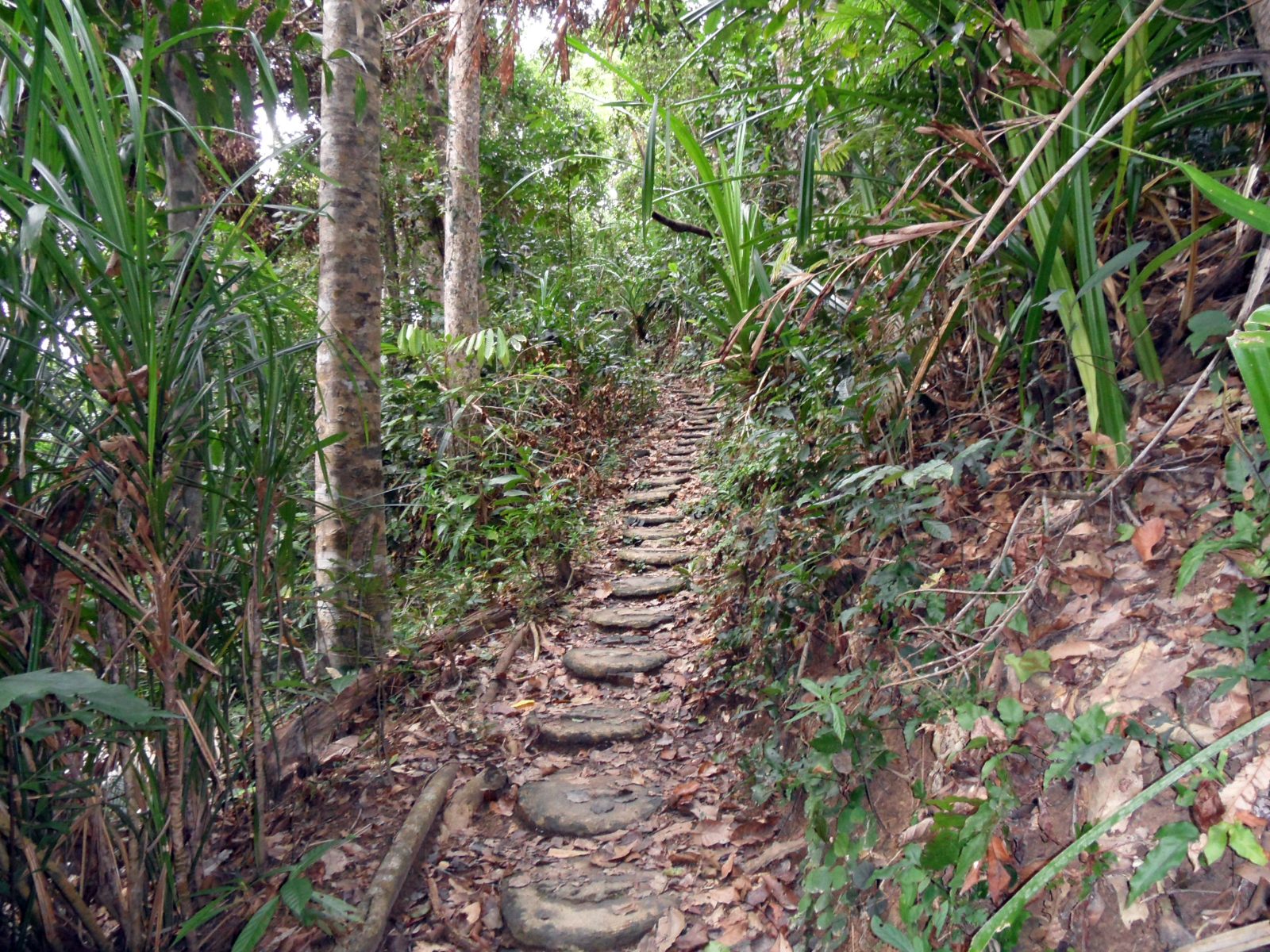 Monkey Trail Forest Path