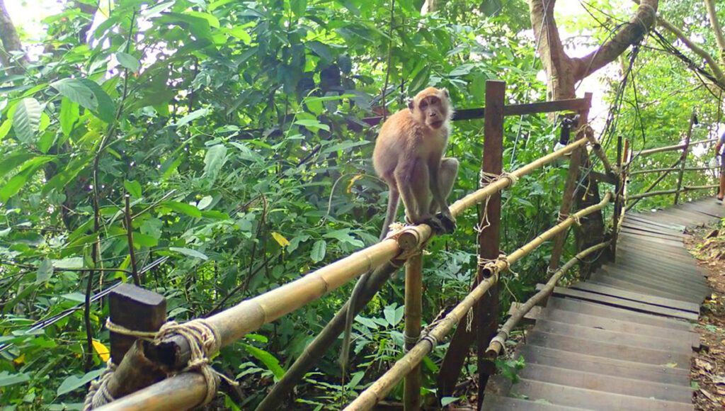 Monkey Trail Boardwalk