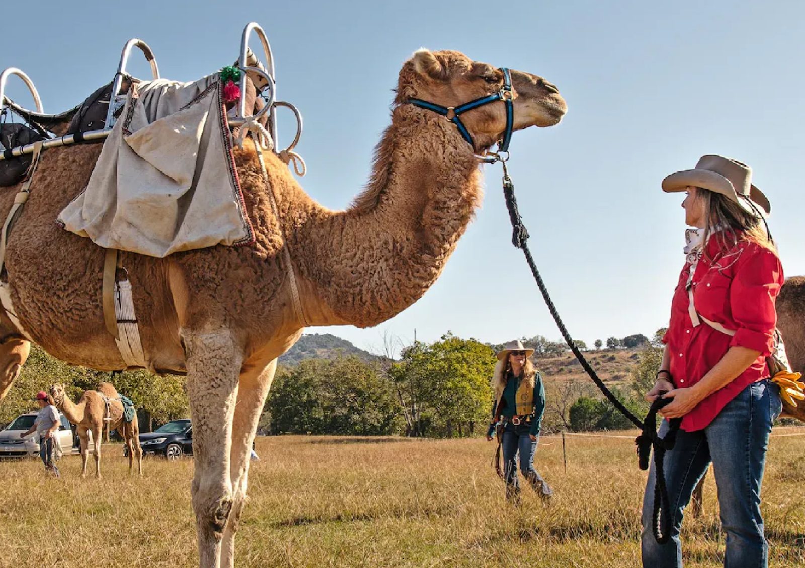 Camel Farm Gates