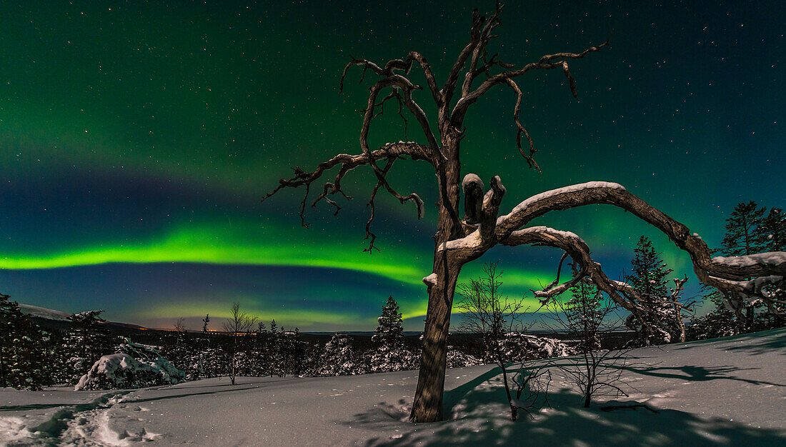 Pyhä-Luosto National Park Openings