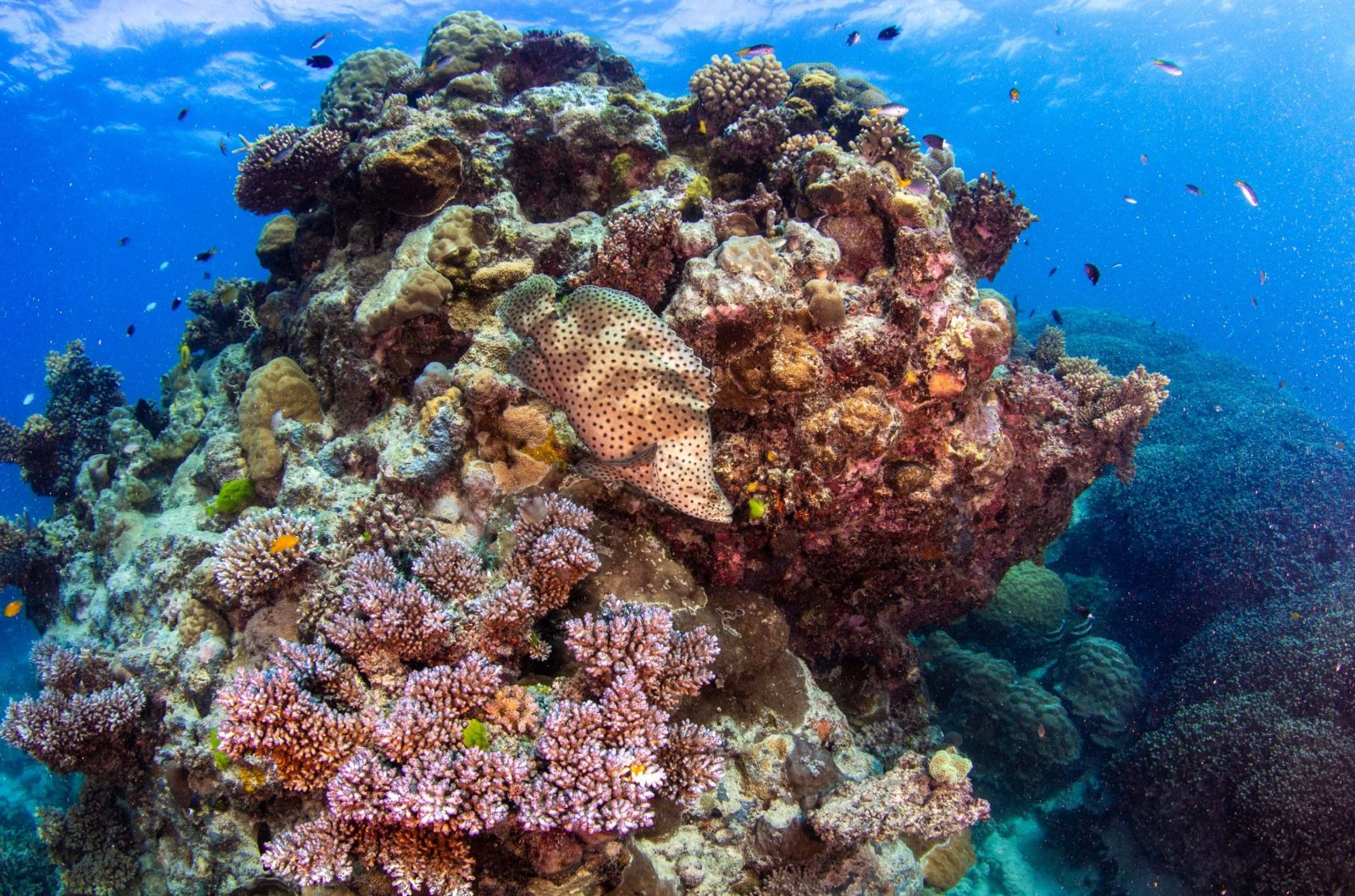 Snorkeling Cairns Small Groups