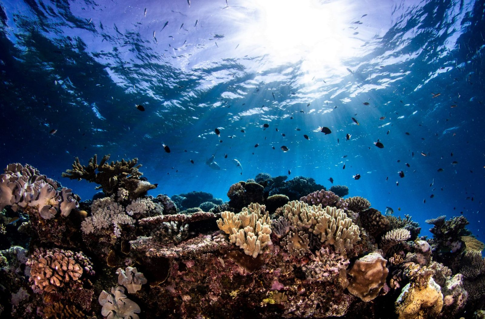 Hastings Reef Coral Bommies